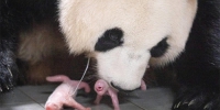 旅韩大熊猫喜添双胞胎姐妹 “福宝”成了大姐姐 - 西安网
