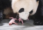 旅韩大熊猫喜添双胞胎姐妹 “福宝”成了大姐姐 - 西安网