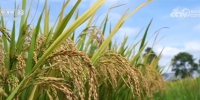 新品种、新技术助力早稻增产 多举措保障粮食颗粒归仓 - 西安网