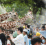 广州动物园毛孩子们的避暑“凉方” - 西安网