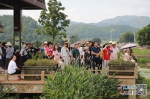 全国30多家媒体走进广昌姚西村 置身世界最大莲池“与莲共舞” - 西安网