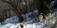 川陕甘开展协同立法加强大熊猫国家公园保护管理 - 西安网