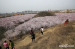 正是踏青赏花时 西安明秦王墓周围300亩山桃花盛开 - 中国在线