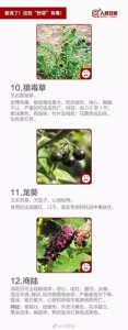 “野菜”不能随便吃有的能致命!戳进来教你分辨 - 华商网