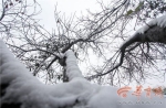 铜川渭南咸阳等地都迎来了今冬第一场雪 朋友圈被雪刷屏 - 古汉台