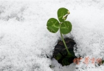 铜川渭南咸阳等地都迎来了今冬第一场雪 朋友圈被雪刷屏 - 古汉台