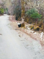 四川野生大熊猫扭屁股过马路 游客争相拍照感叹幸运 - 西安网