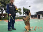 确认过眼神你是对的犬 全国搜救犬比武陕西总队成绩喜人 - 西安网