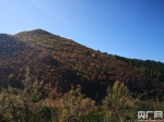 【见证七十载·草原新发展】赤峰市马鞍山林场：荒山变青山 青山变金山 - 西安网