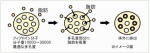 蚕丝蛋白:日本研究出新一代革新性扼杀“甜蜜杀手”的新武器 - 西安网