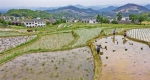 风华三秦：凤堰古梯田 农忙正当时 - 西安网