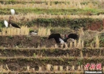 “鸟中大熊猫”黑鹳再次现身大熊猫国家公园长青片区 - 陕西新闻