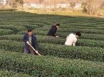 水磨村：最是茶香沁人心 - 西安网