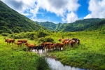 新春走基层｜从“耍耍牛”到“致富牛”——牛年看牛乡的“脱贫密码” - 西安网