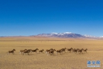 心手相牵，共筑雪域高原中国梦——以习近平同志为核心的党中央关心西藏发展纪实 - 西安网