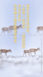 我们的共同家园｜生物多样性保护，习近平给出“中国方案” - 西安网