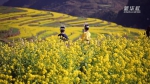 春暖花开！贵州已经变成“花的海洋” - 西安网