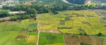 在希望的田野上 | 各地秋粮陆续进入收获期 秋日田野富饶美丽 - 西安网