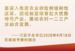 总书记挂念的“关键小事”丨让“小作物”成为助力脱贫致富的“大产业” - 西安网