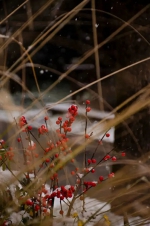 刷屏了！西安初雪美景上新（多图预警） - 西安网