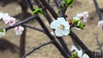 时政新闻眼丨在今年首都义务植树现场，习近平这三句话饱含深意 - 西安网